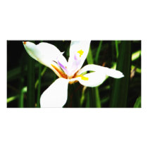 235 white flower lilly art print photo cards