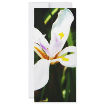 235 white flower lilly art print rack cards