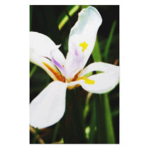 235 white flower lilly art print stationery
