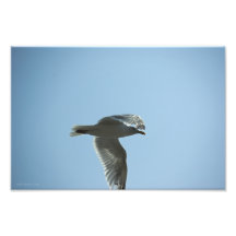 2367 PHOTOGRAPHIC PRINT