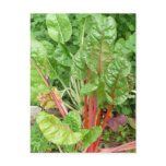 240 green leaf art print post card