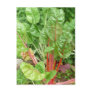240 green leaf art print post card