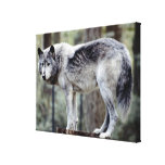 24114488 CANVAS PRINTS