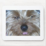 24497_1295472039421_1608937604_712282_2269875_n mouse pads