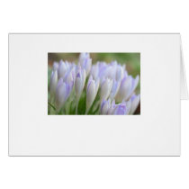250209crocussec004_1 cards