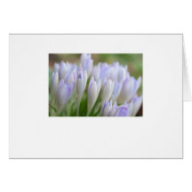 250209crocussec004_1 greeting card