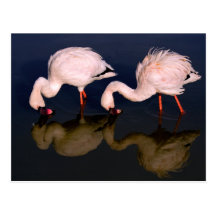2 aves zancudas del flamenco postales