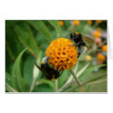 2 bee or not 2 bee cards by Libby 2 bee or not 2 bee cards
