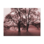2 Big Trees Red Postcard
