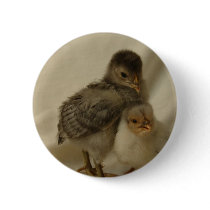 2 Blue/Gray Chicks Buttons