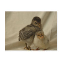 2 Blue/Gray Chicks Post Card