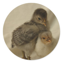 2 Blue/Gray Chicks Round Stickers