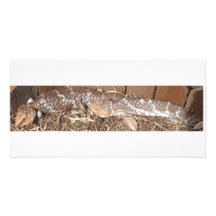 2 Bobs Photo Greeting Card