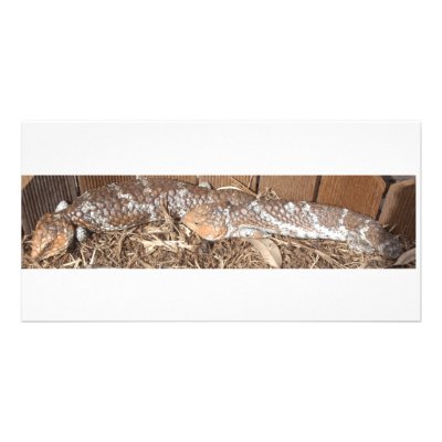 2 Bobs Photo Greeting Card by allcards