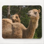 2 Camels Mousepad