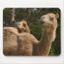 2 Camels Mousepad