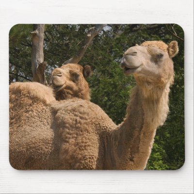 2 Camels Mousepad by buffaloworks