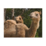 2 Camels Postcard