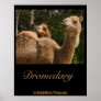 2 Camels Poster
