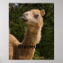 2 Camels Poster
