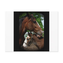 2 clydesdale heads black postcards by randolph259 2 clydesdale heads black postcards