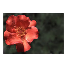2 color de rosa anaranjados impresiones fotográficas