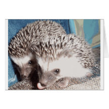 2 cute hedgehogs greeting cards