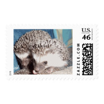 2 cute hedgehogs postage by cthedgehogs 2 cute hedgehogs postage