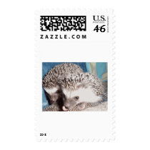2 cute hedgehogs postage by cthedgehogs 2 cute hedgehogs postage