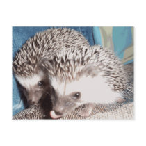 2 cute hedgehogs postcards by cthedgehogs 2 cute hedgehogs postcards