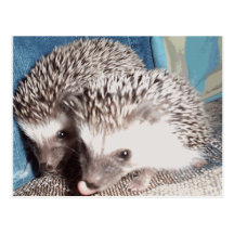 2 cute hedgehogs postcard