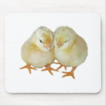 2 Cute Yellow Basque Chicks mousepads