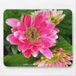 2 dalias de color rosa oscuro alfombrilla de raton
