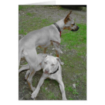 2 dogs cards