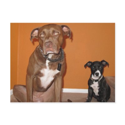 2 Dogs Postcard by rharvey1