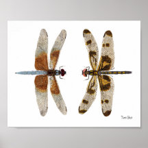 2 Dragonflies Art Poster