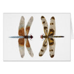 2 Dragonflies Greeting Cards