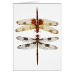 2 Dragonflies looking at each other Greeting Card
