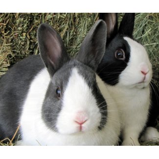 2 Dutch rabbits mousepad mousepad