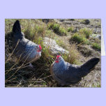 2 Free Range Silver Grey Dorking Hens cards