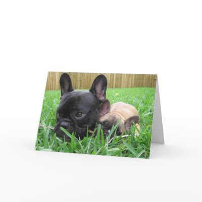2 french bulldogs in the grass cards by digitaled