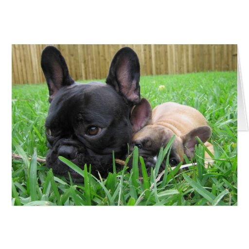 2 french bulldogs in the grass cards