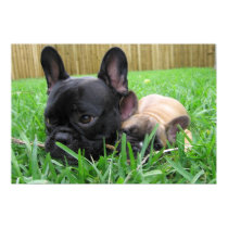 2 Frenchies in the grass posters by digitaled 2 Frenchies in the grass posters