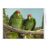 2 green parrots greeting card