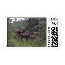 2 moose outside our fence 1 postage by sxyflgrl76 2 moose outside our fence 1 postage