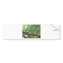 2 morning doves bumper stickers