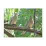 2 morning doves postcards