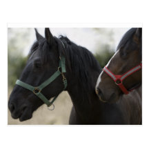 2 SHIRES POSTCARD