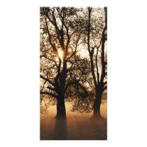 2 TREES SEPIA GOLD ORANGE photo cards