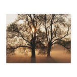 2 TREES SEPIA GOLD ORANGE POSTCARD